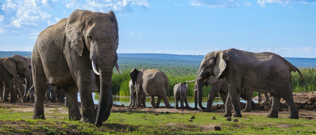 Elephants in South Africa, Family of elephant in Addo elephant park